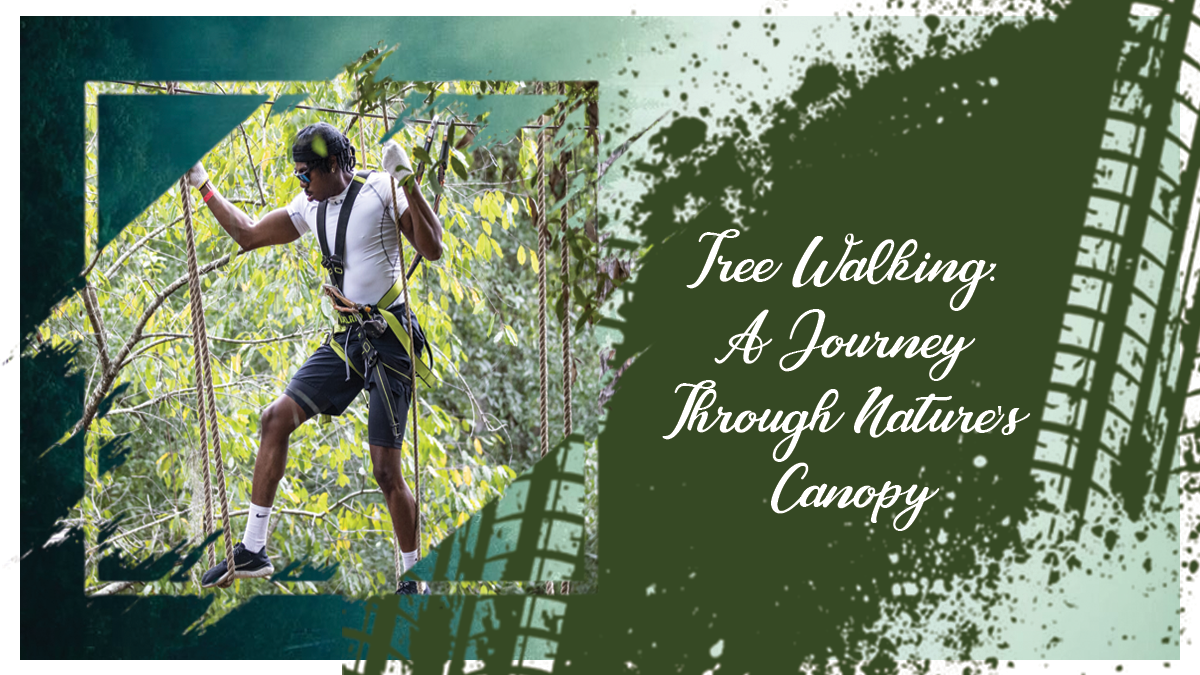 Tree Walking: Best Journey Through Nature’s Canopy